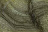 5.7" Polished Stromatolite (Kussiella) Slab - 1.88 Billion Years - #130623-1